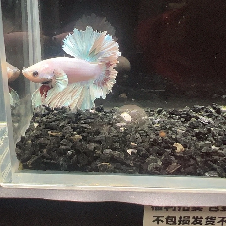 斗鱼跑单拉黑3日26