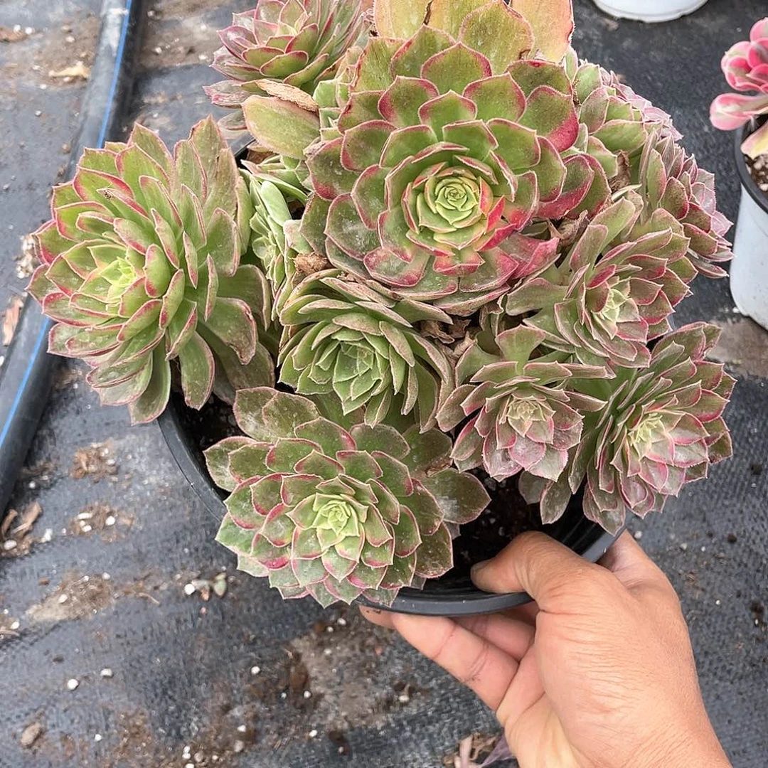 玖***穗带盆发货万花筒法师带盆