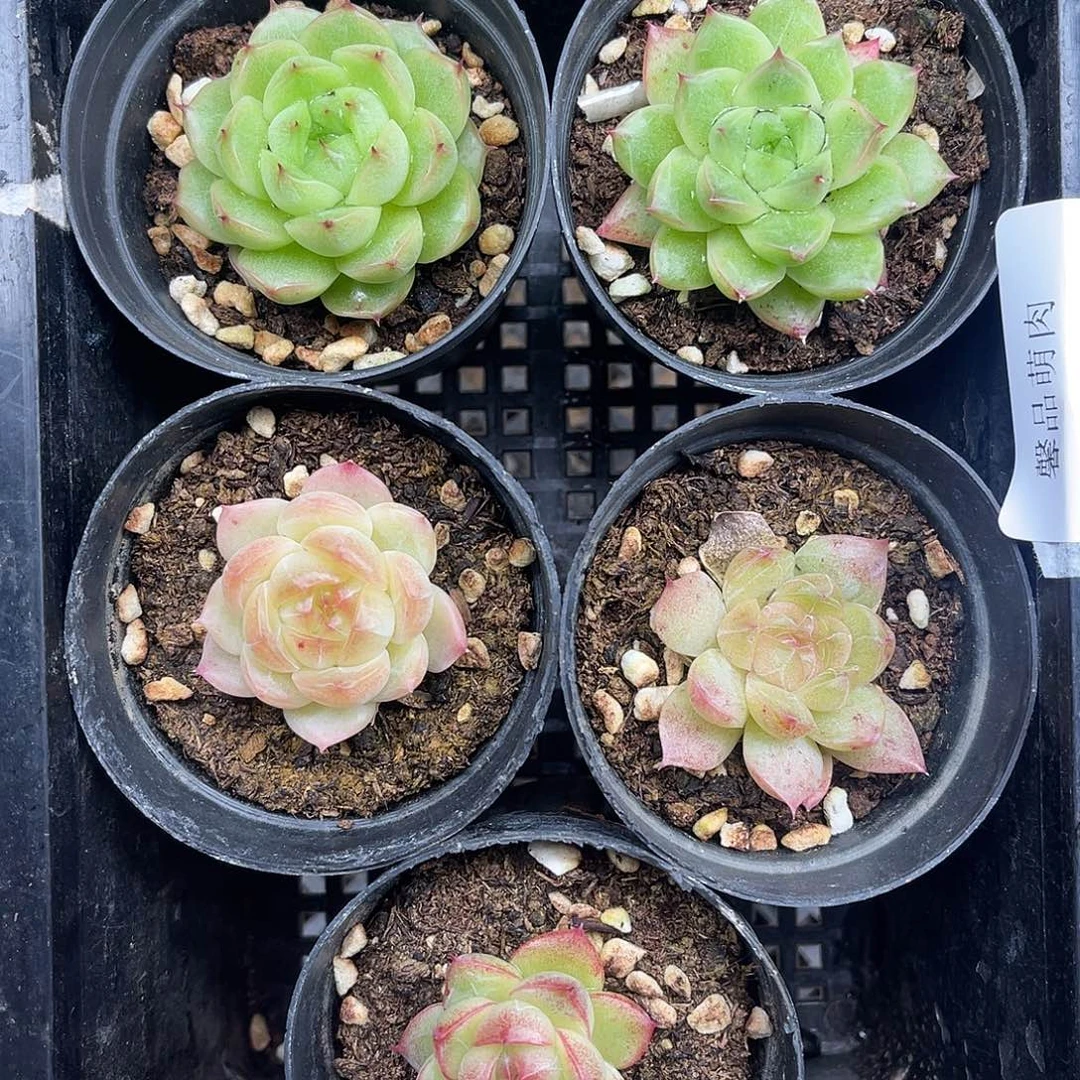 多肉一物一拍多肉7-63