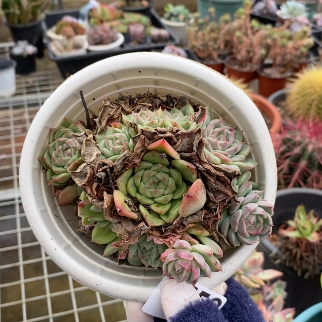 4752不知名一物一拍