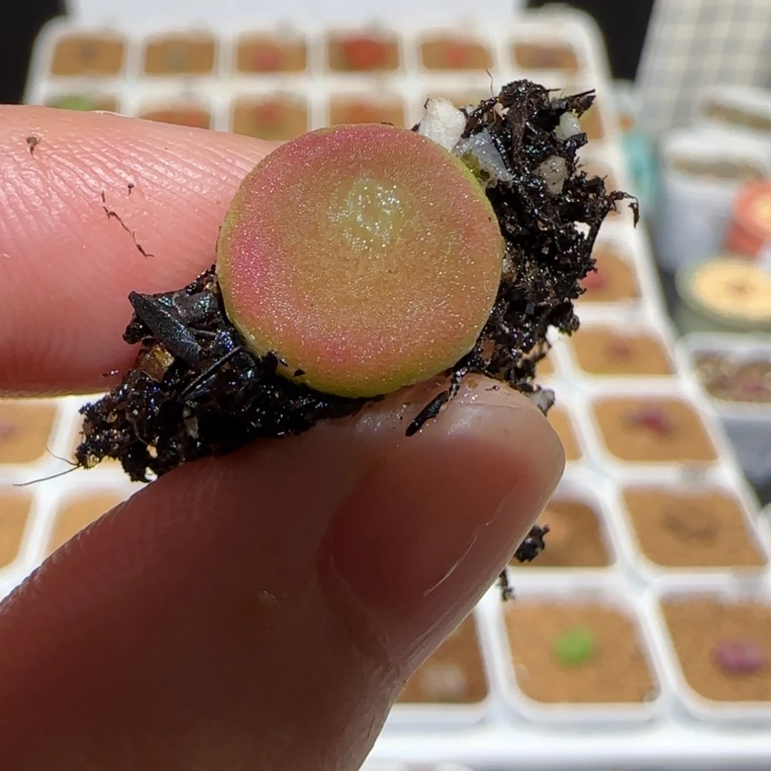 用**我肉锥多肉植物百科-436