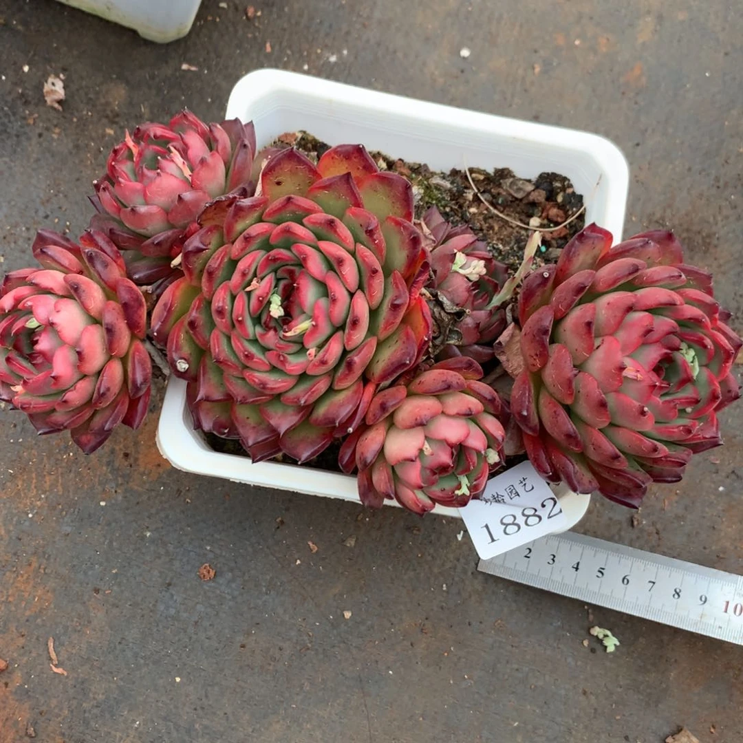 蛋*1882杂交精品基地21厘米