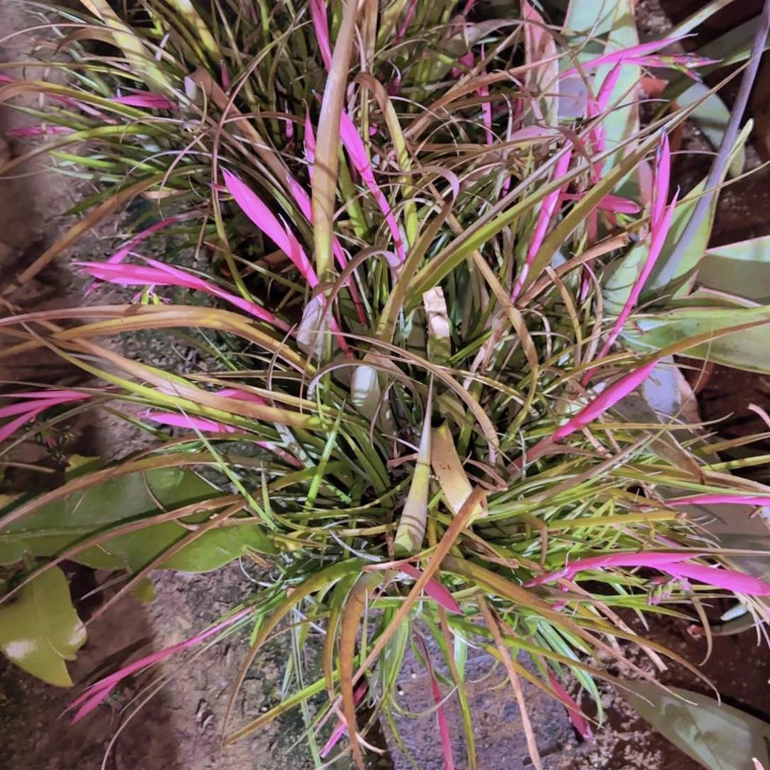 块根植物块根植物