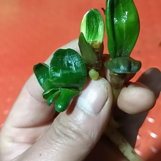 君子兰小苗君子兰小苗君