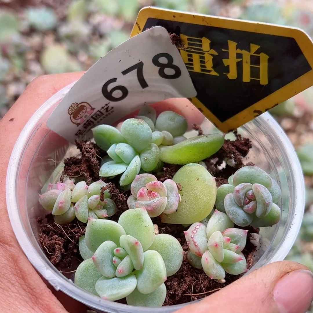 多肉植物多肉植物