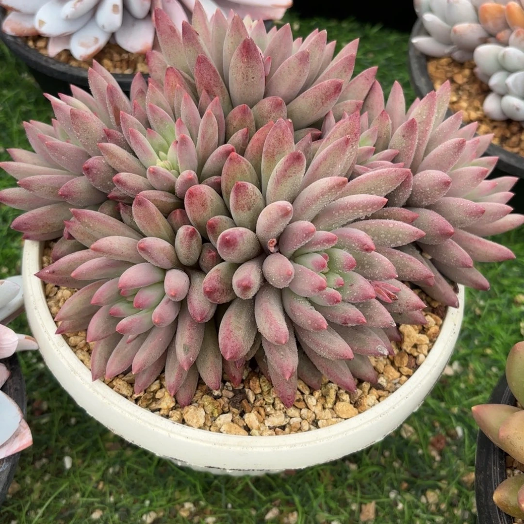 虞美人多肉8888888888