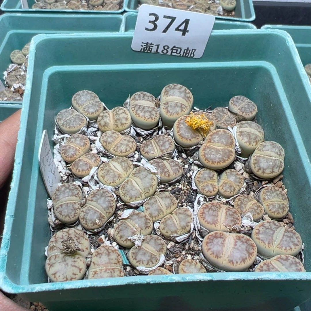 【闪购商品】 374。