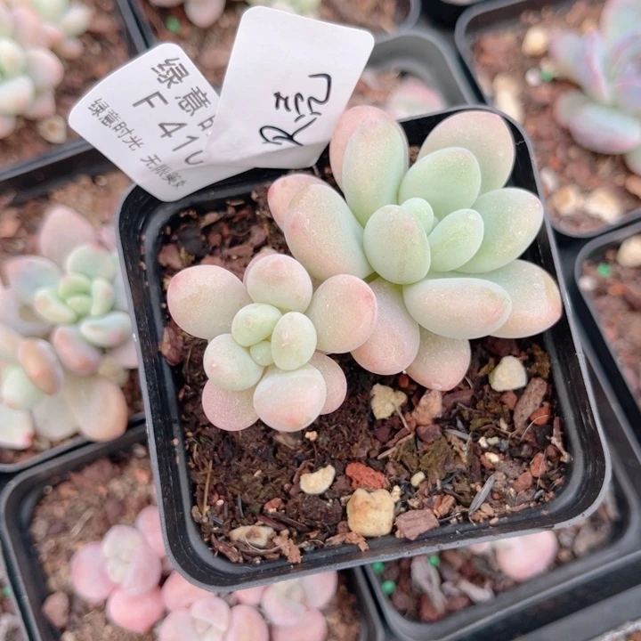 爱***壳410 落神 换陶瓷盆发货 一物一拍