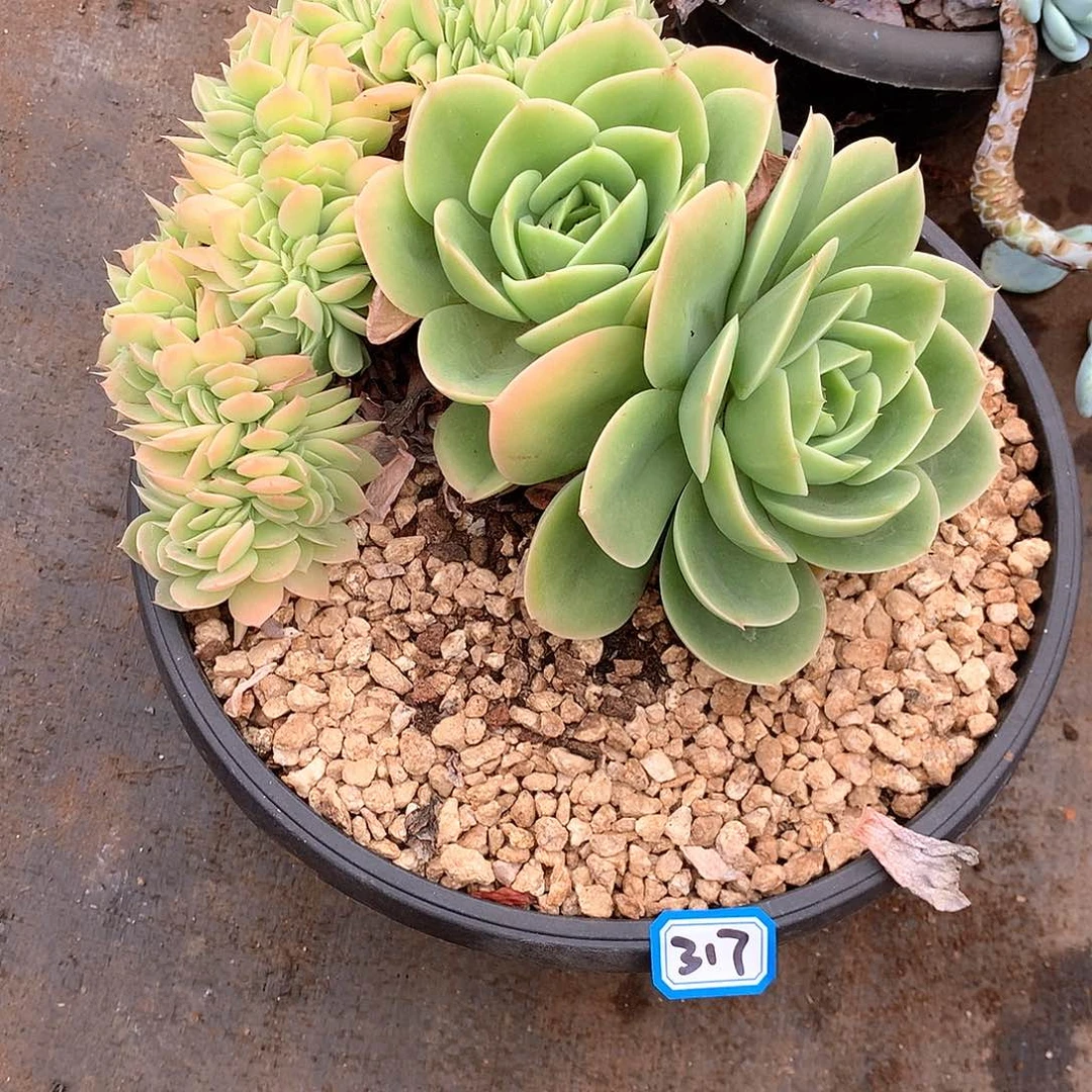 317星纳塔一物一拍多肉