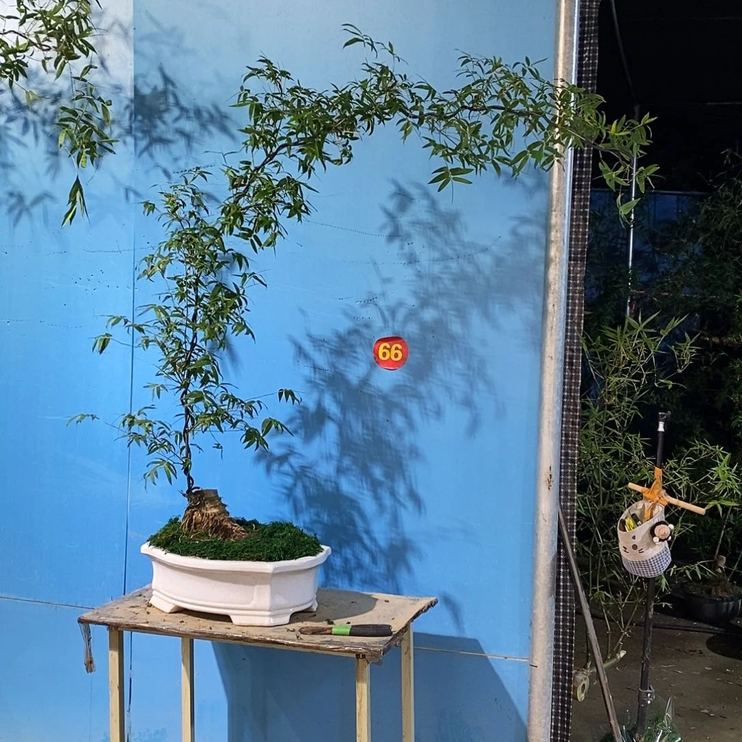 烟**彬小叶簕竹一物一拍