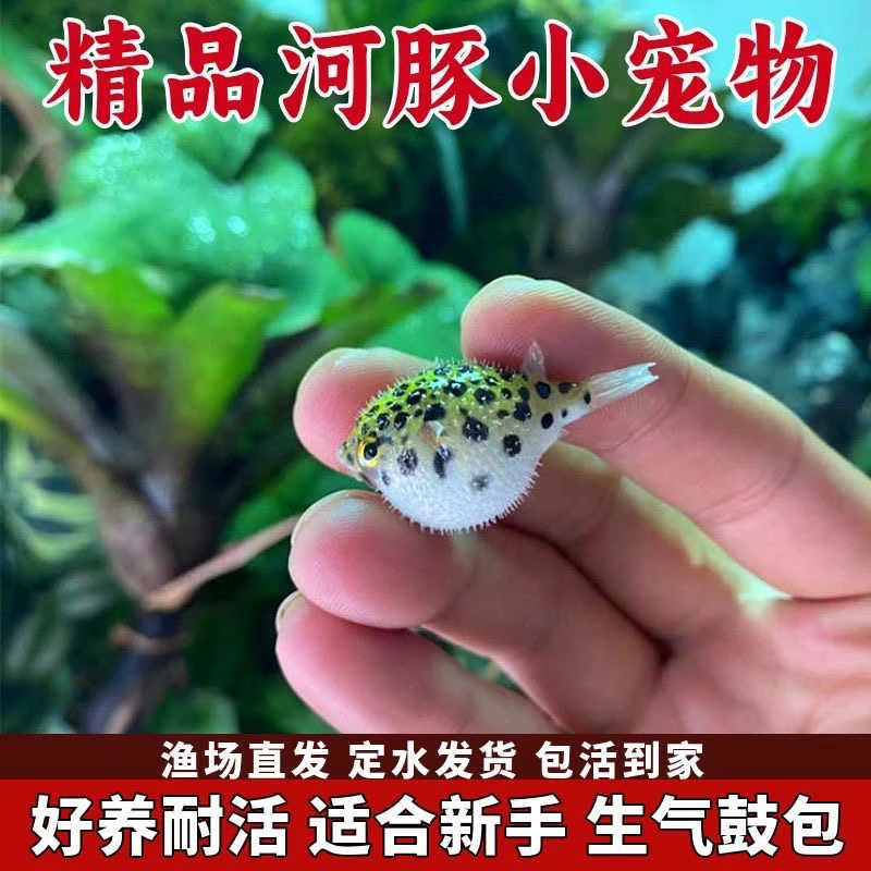 河豚鱼活体宠物巧克力娃娃鱼生气观赏鱼狗头潜水艇小型热带观赏鱼