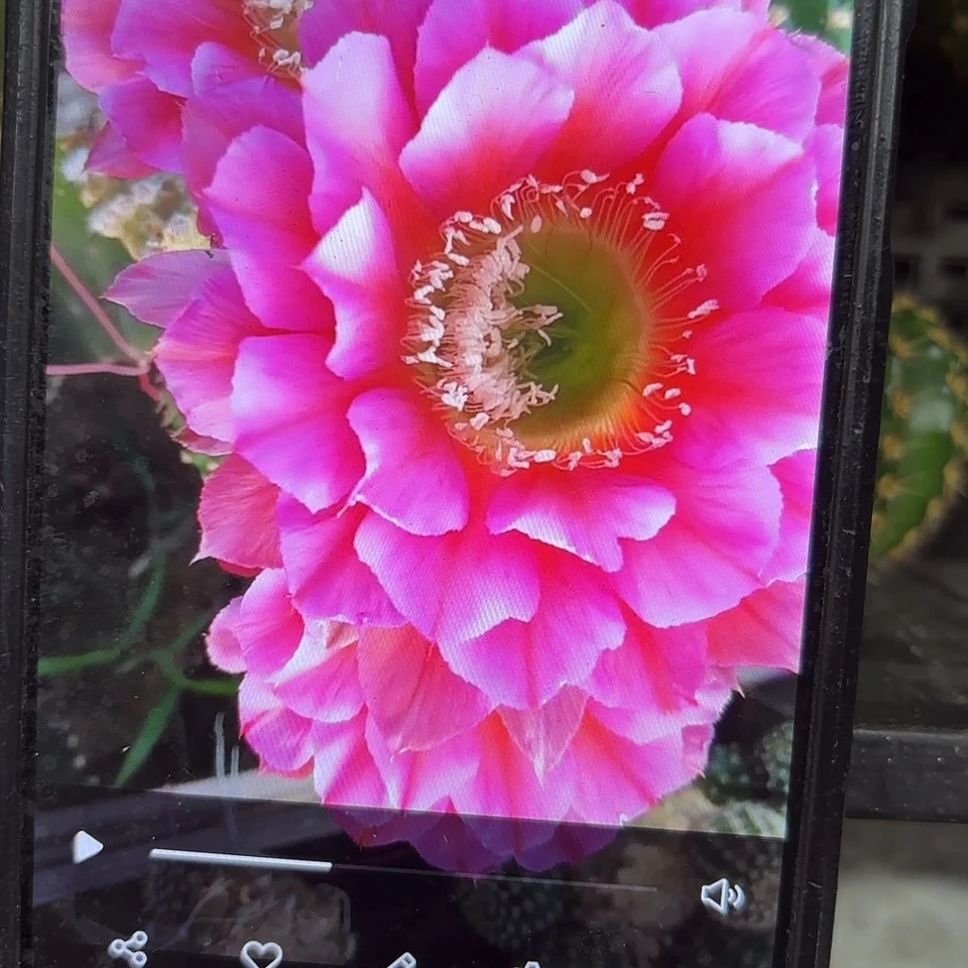 浓桃筋小侧牙20包邮仙人球17