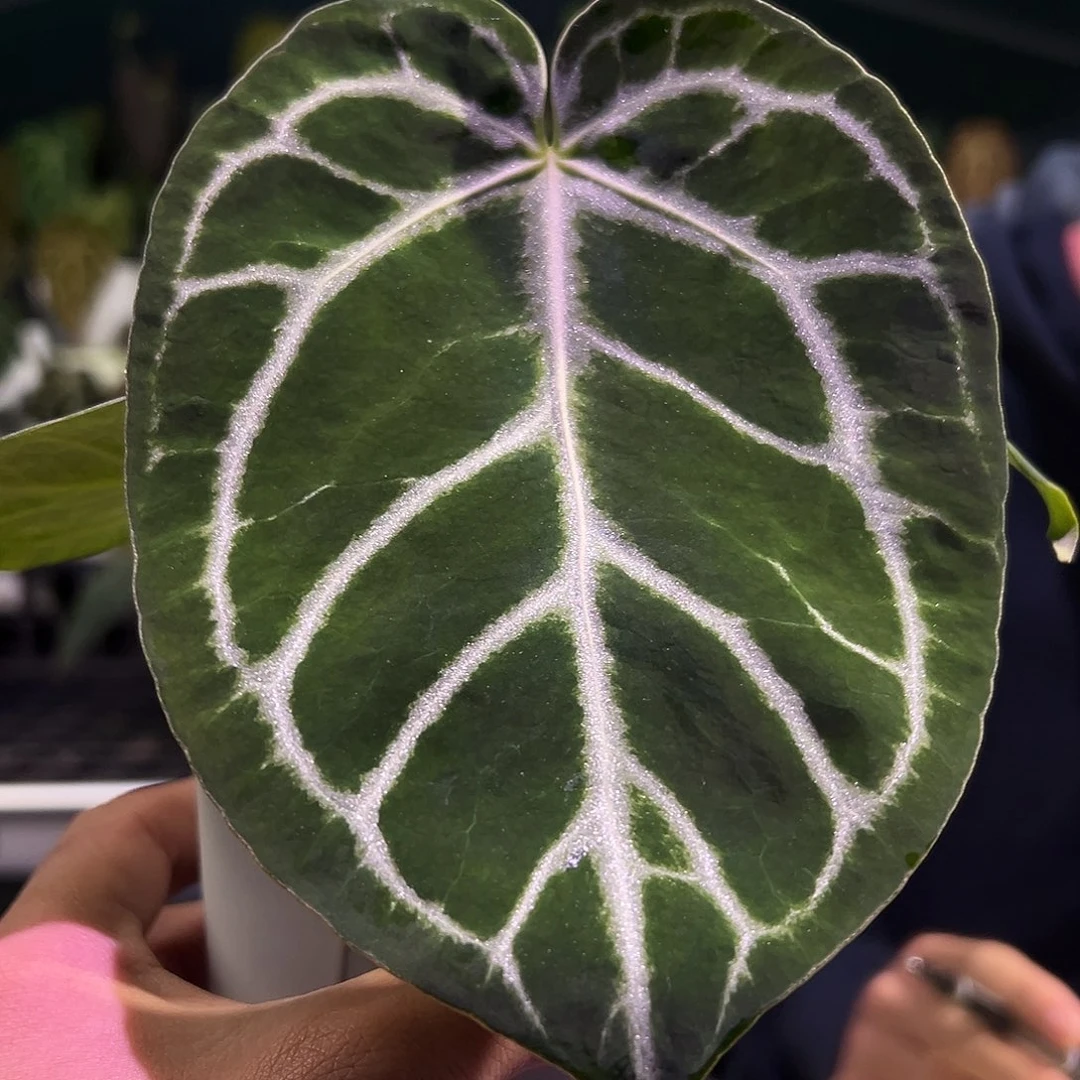 完全开放刷子*铜锣烧