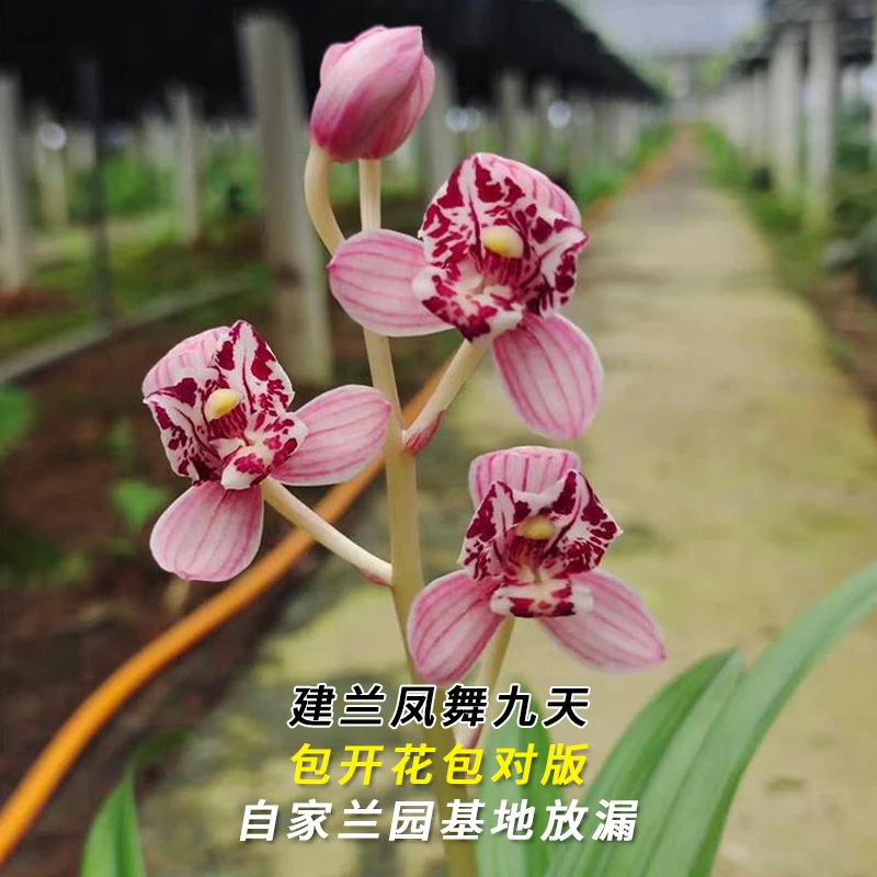 建兰名品【凤舞九天】终身包对版 假一赔十放心购买 当年开花