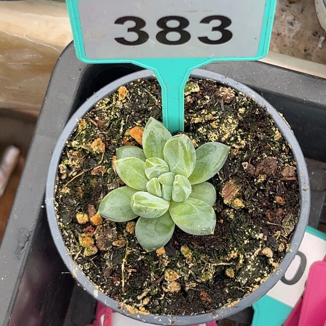 多肉植物千手美人383