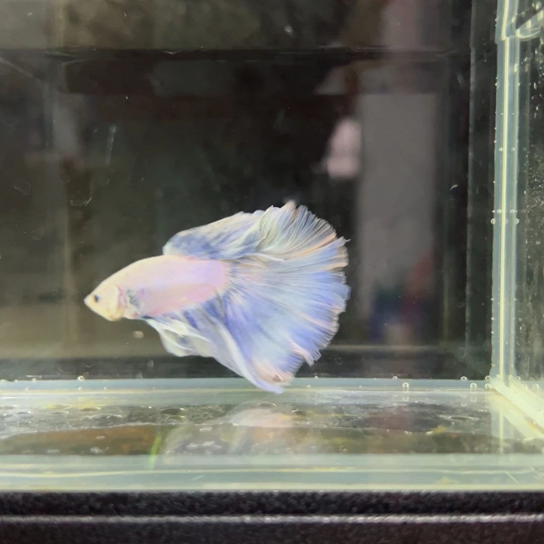 斗鱼浅色特殊尾hhhh