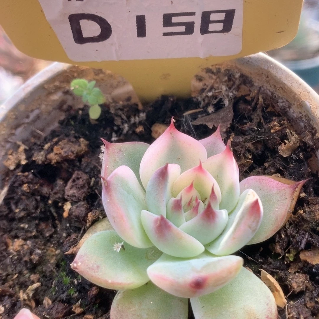 258锦锦锦锦锦锦锦