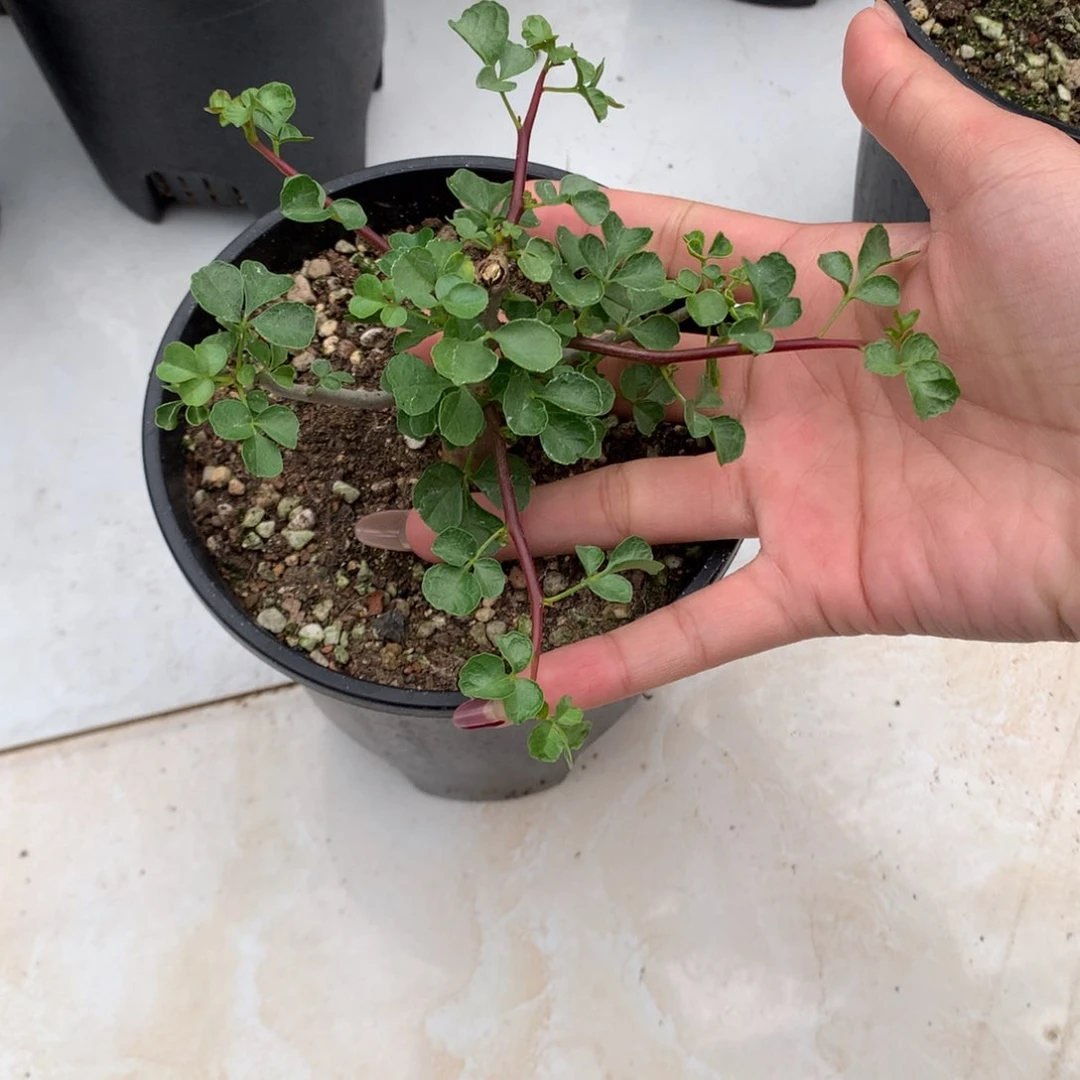 好望角橄榄实生实生