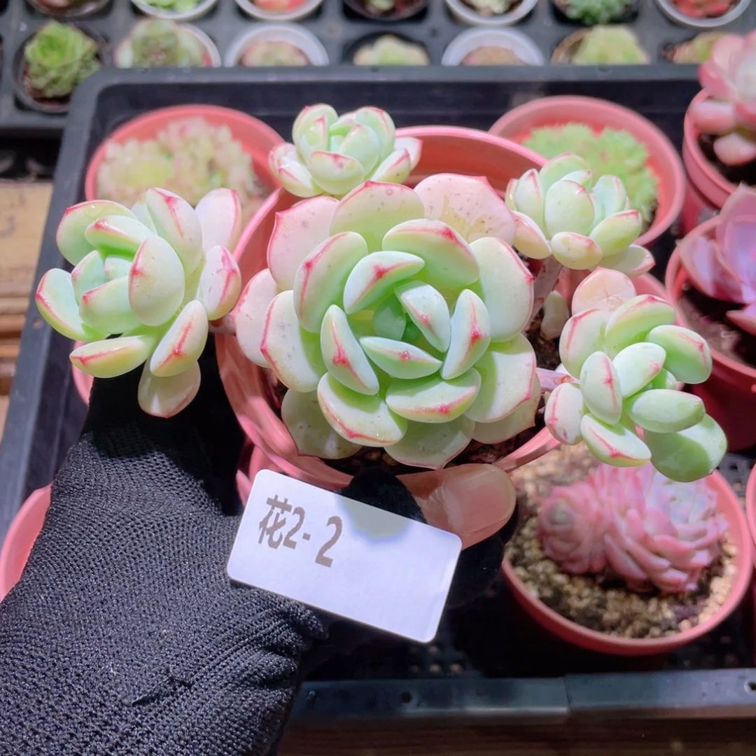 花利美2-2香草群生