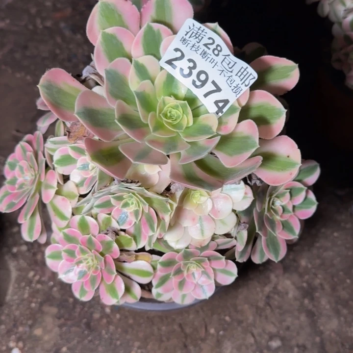 23974女巫多肉植物