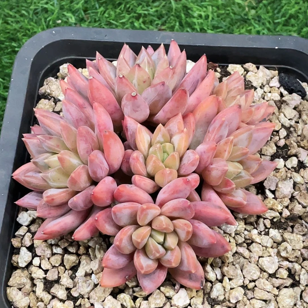 整桩无砍多头状态小红蛋一颗