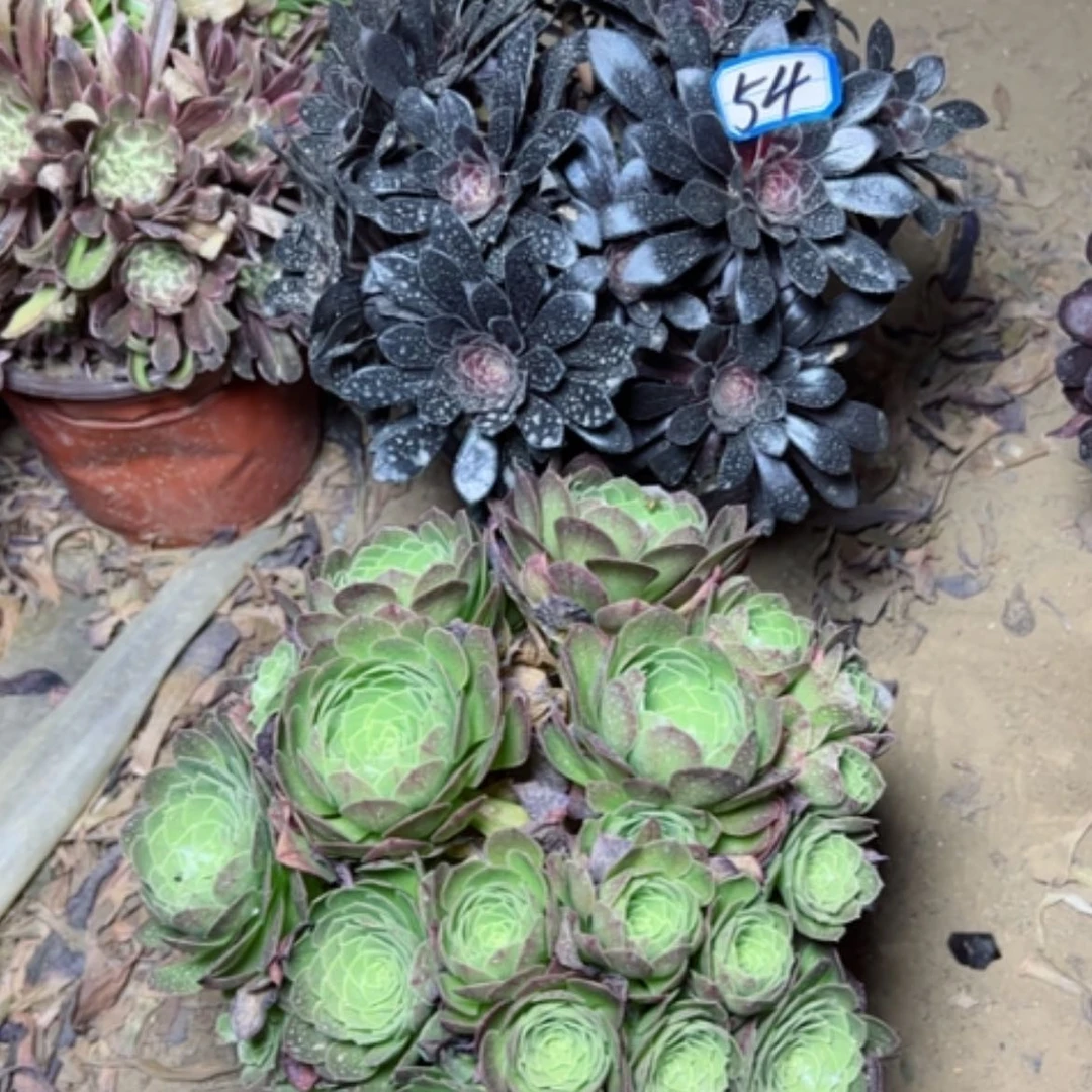 【闪购商品】呆***福多肉植物两个54