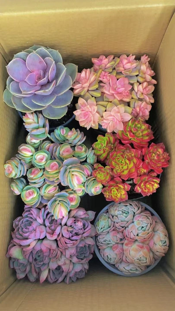 【满满一大箱高品质多肉】带盆带土 种好栽好 一整箱不重复新手好养