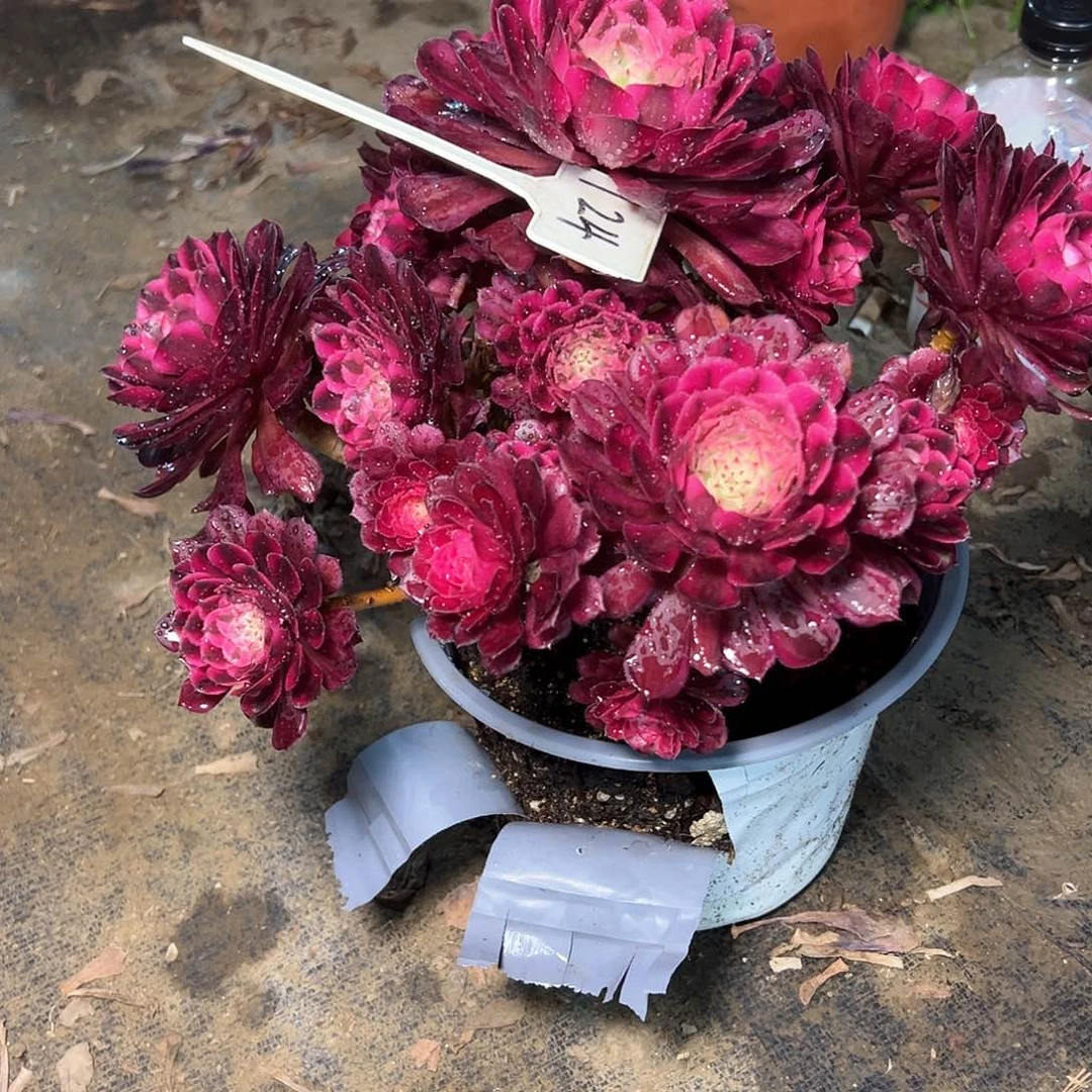 124多肉多肉多肉多肉多肉多肉