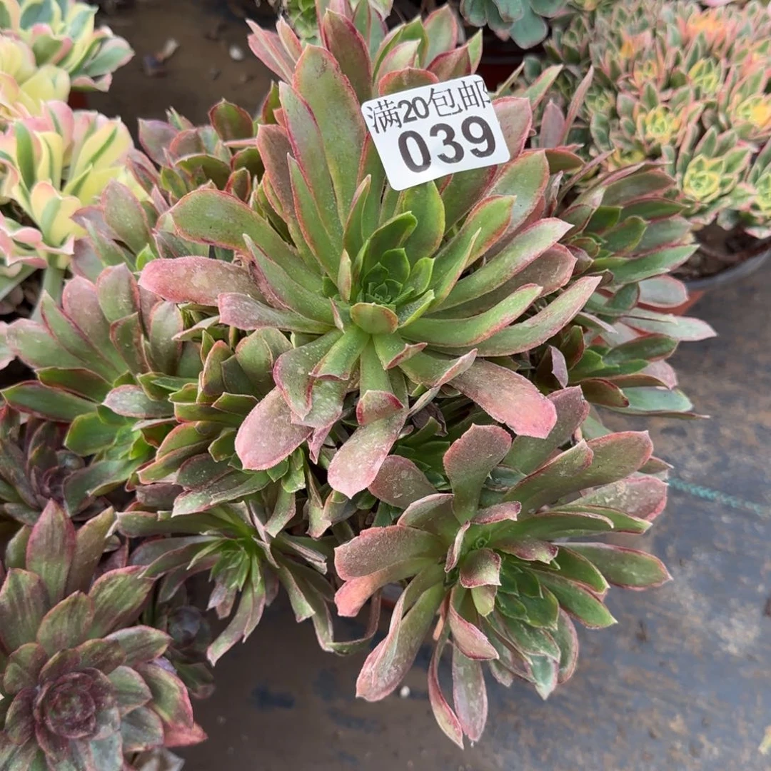 j*乖女王多肉039满20包邮断枝不包