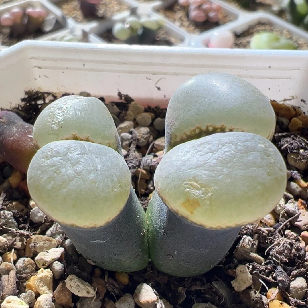 优选红风铃黑体白窗大翻窗 福利价13