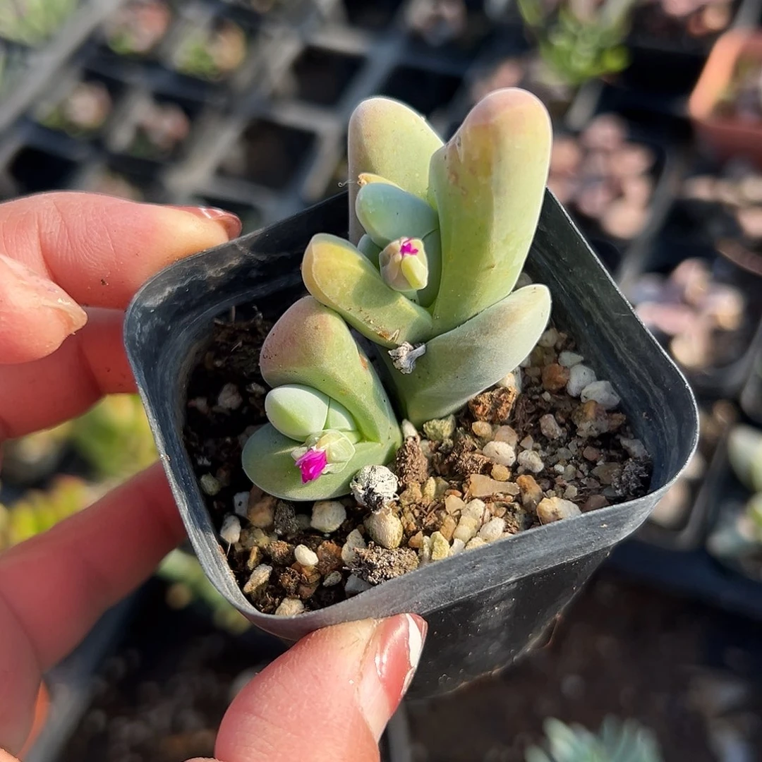 多肉植物大白鲨开花