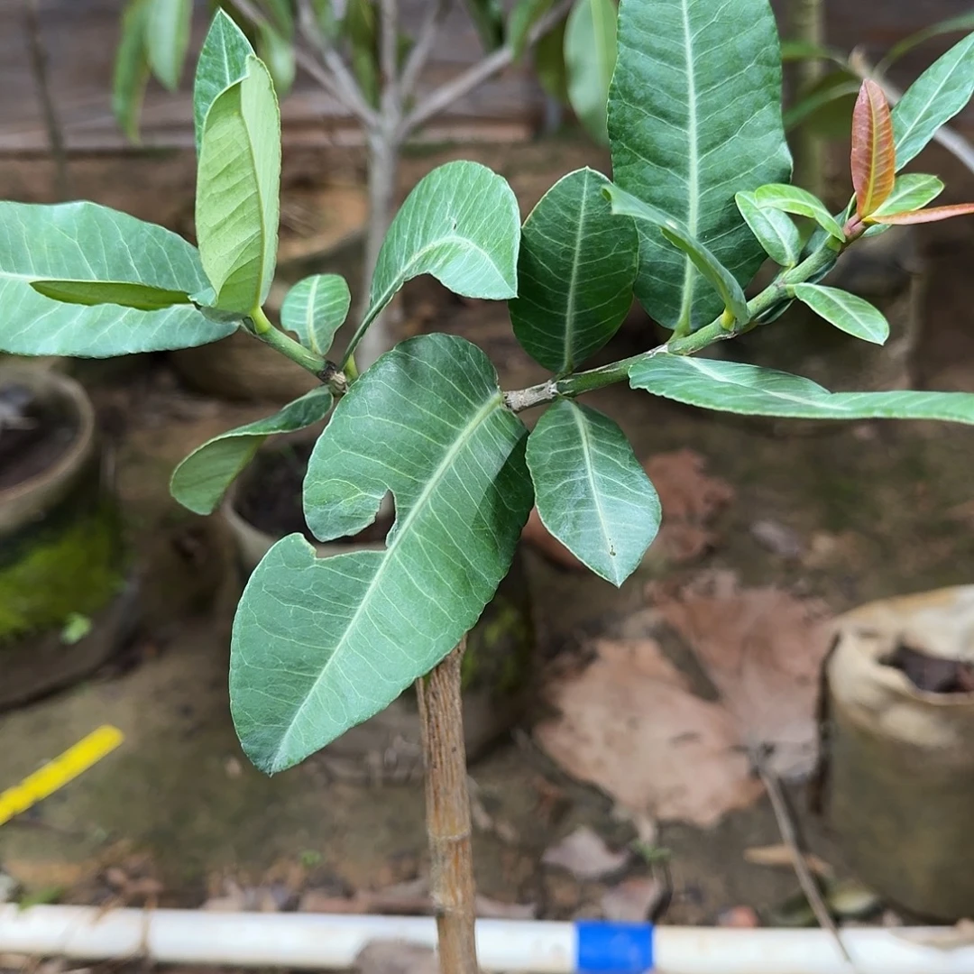 用***9当前无花栽培后可以开花非洲