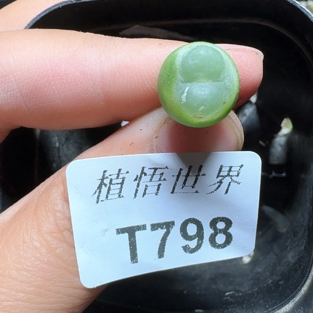 798号多肉植物哇f g