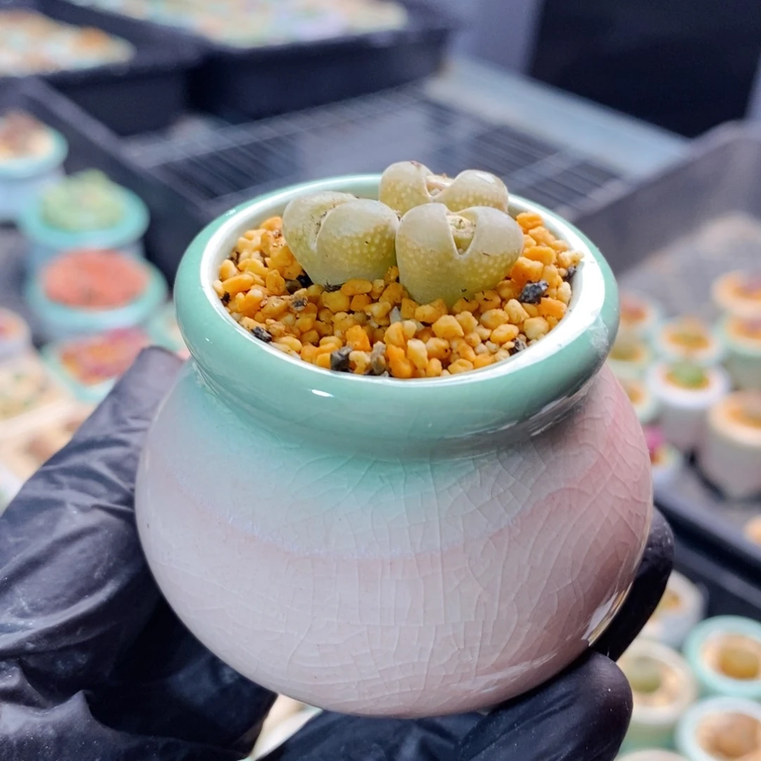 2261-一物一拍带盆