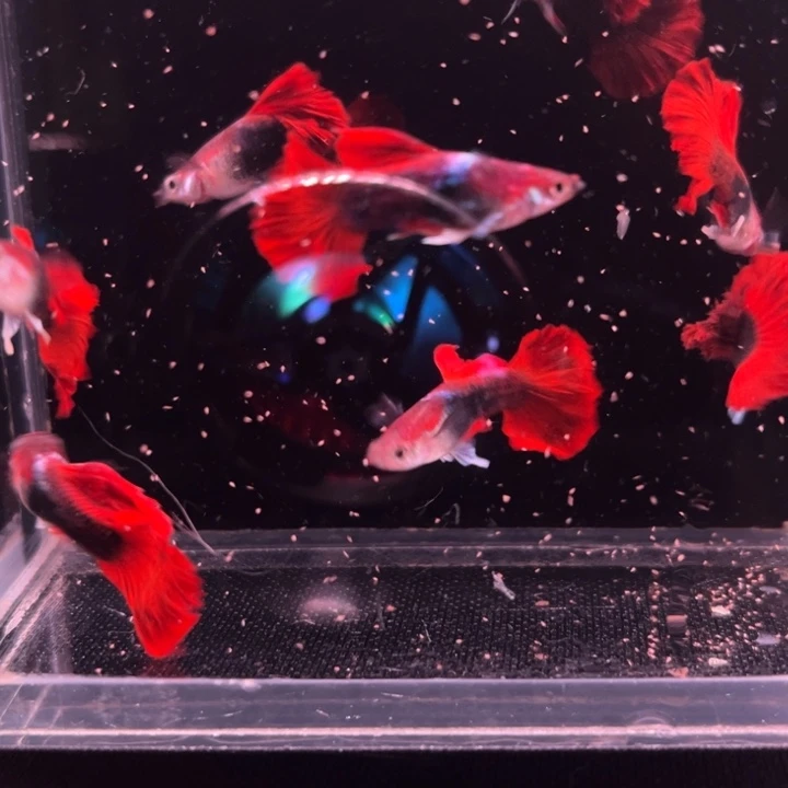 海水鱼爆绒折扇1母7公