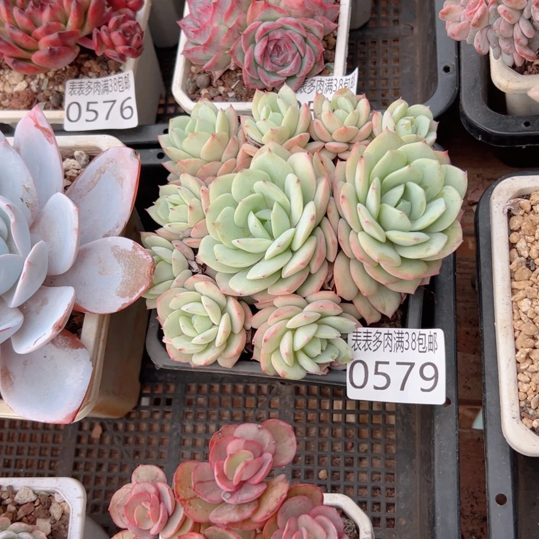 V***Q无花朵0522多肉一物一拍植物0579