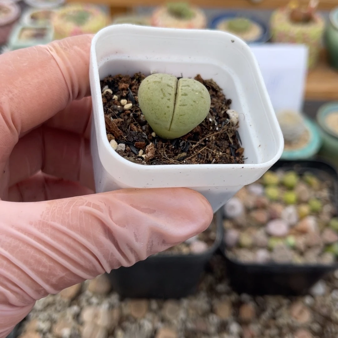 多肉植物一物一拍52