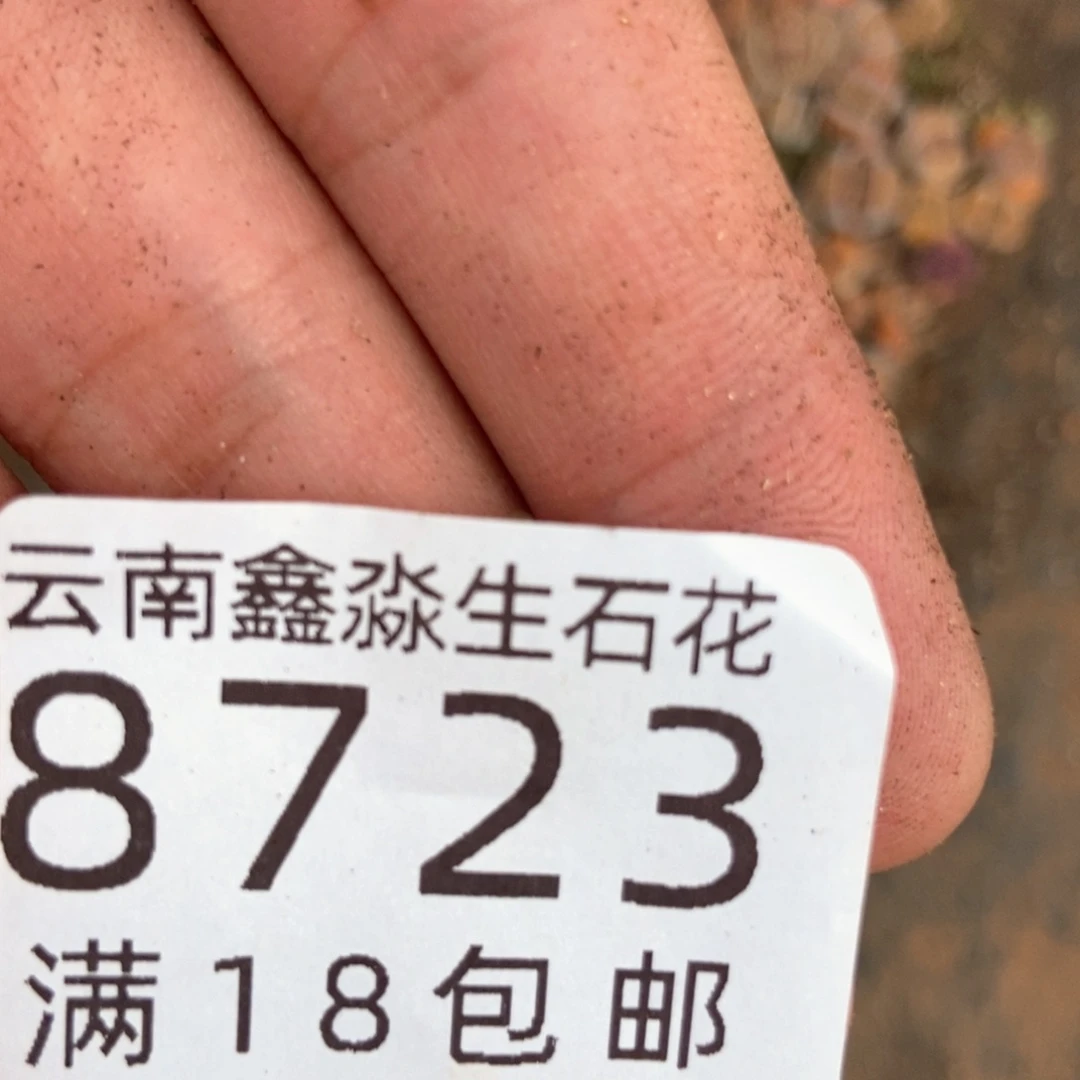8723菊切糕一块啦啦啦