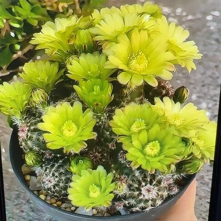 279青花虾3公分左右无根侧牙小，20包邮