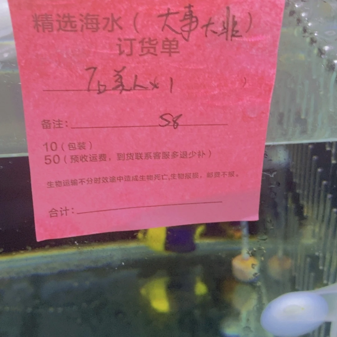 海水鱼石美人特价小58