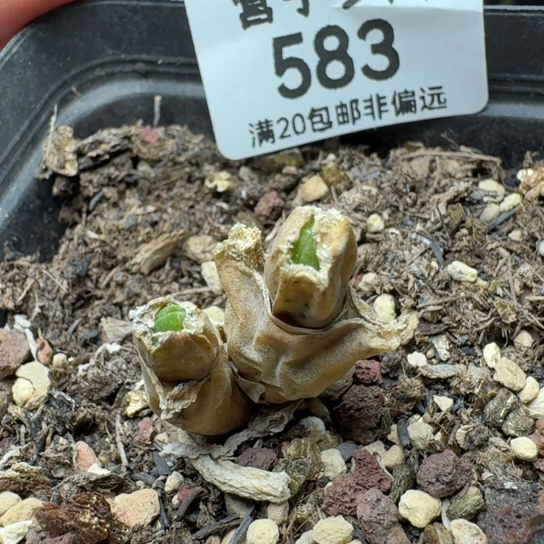 碧光环带盆土