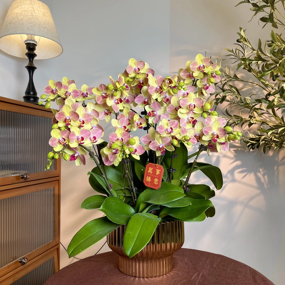 【金碧辉煌-蝴蝶兰】轻奢 中式 禅意 绿植盆栽 送礼装饰 年宵花