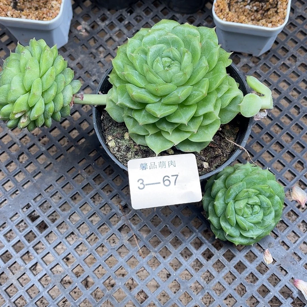 多肉一物一拍多肉3-67