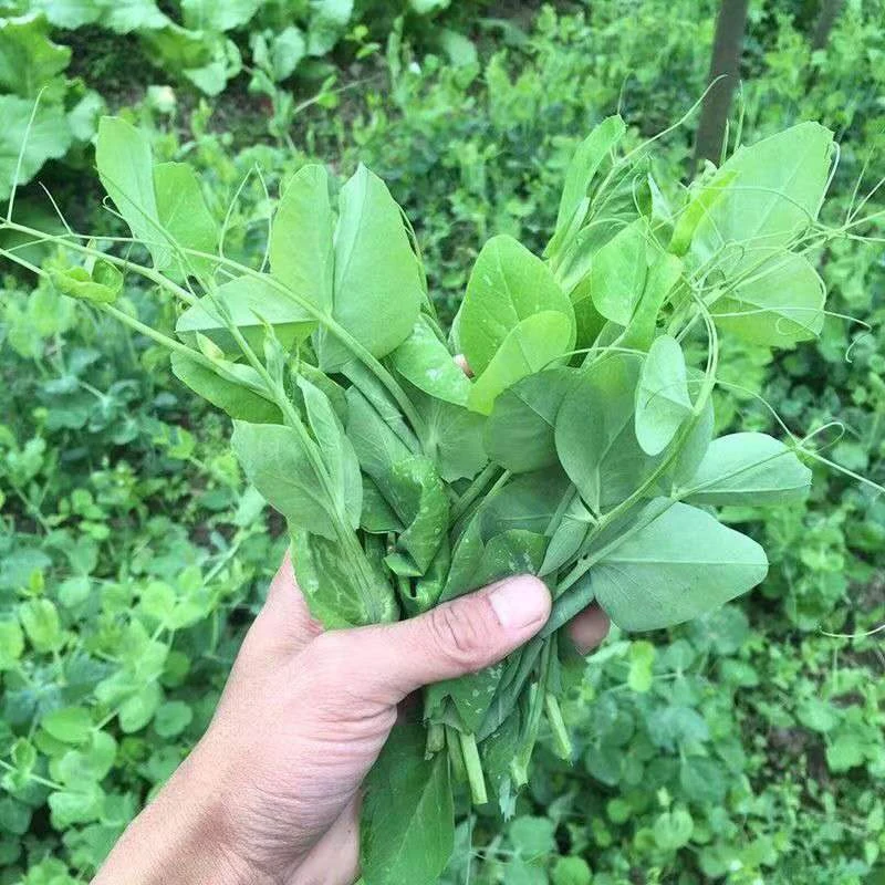 【豌豆尖种子】无须豌豆苗种籽尖芽苗菜种子四季蔬菜豌豆尖