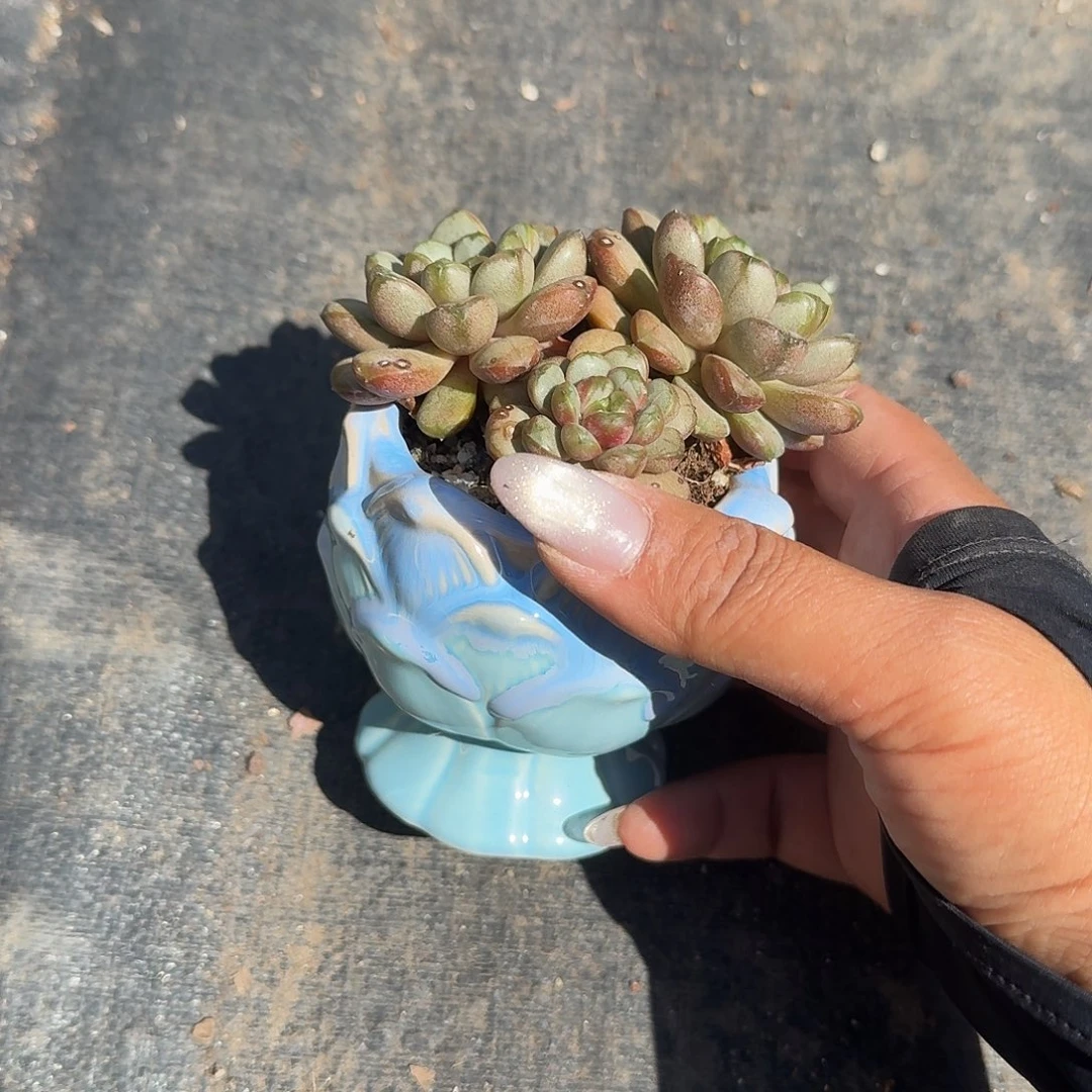 葡萄带盆多肉植物精品