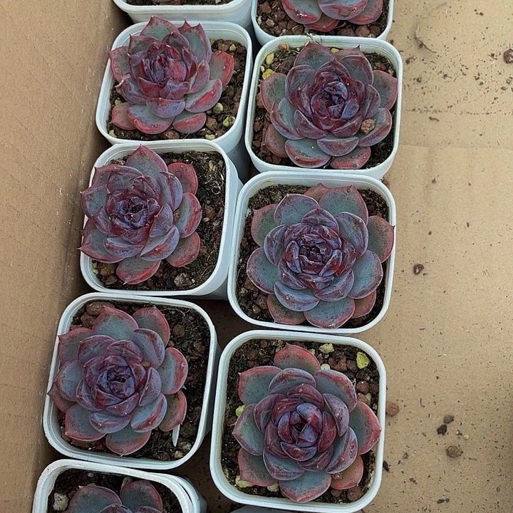 蓝莓3.8带盆土发货