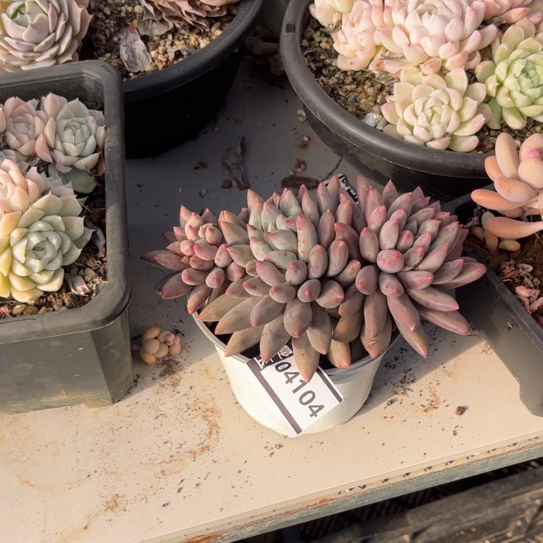 水晶球多肉植物04104