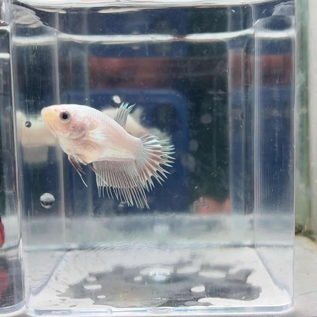 斗鱼泰国斗鱼直播40
