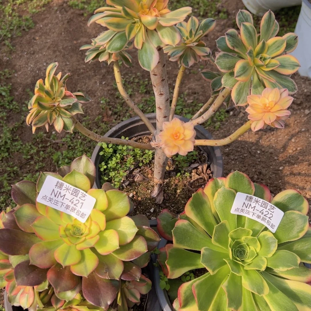 灿烂绍七彩特斯拉三颗组420-21-22