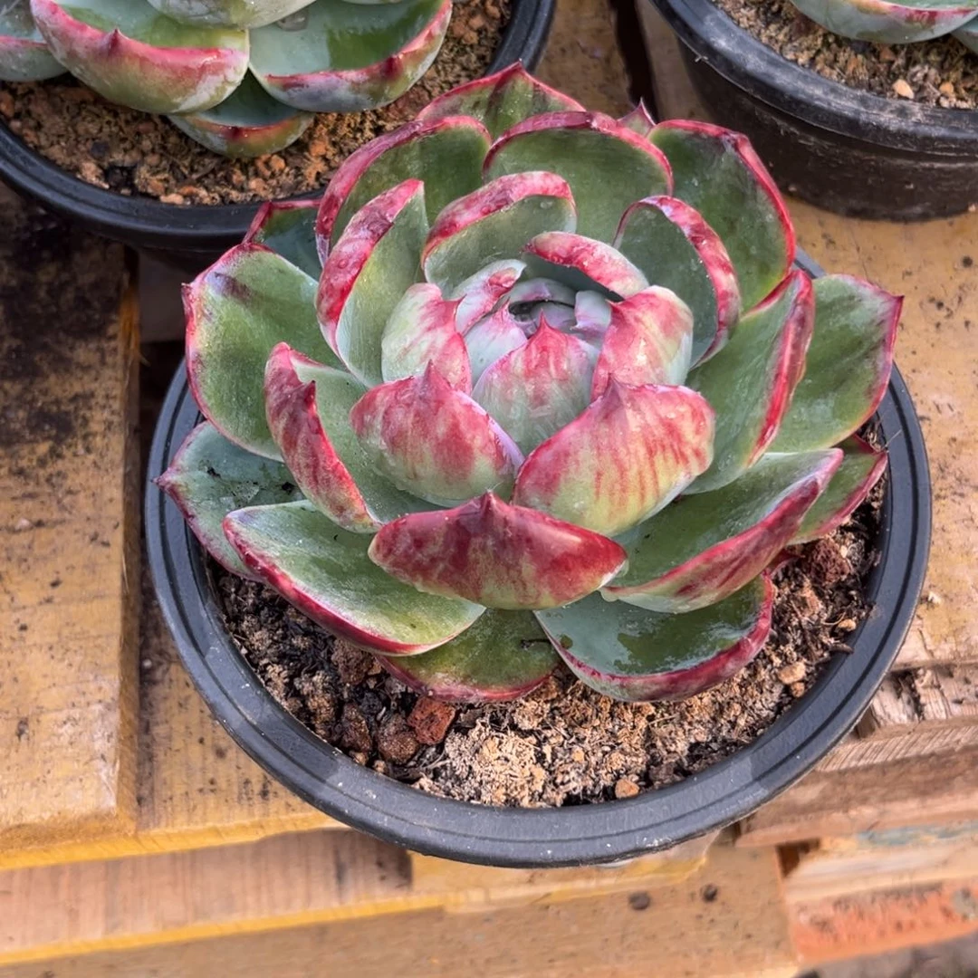 生***光惊鸿一瞥多肉植物